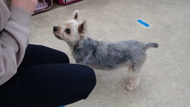 犬の幼稚園 シナモンくんとトレーニング