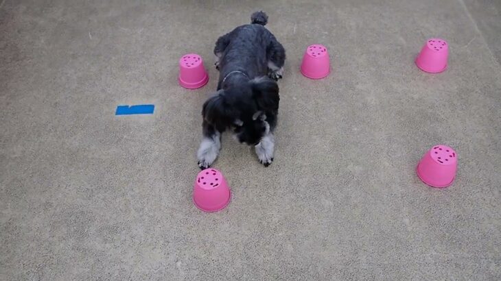 犬の幼稚園 レオンくんとトレーニング