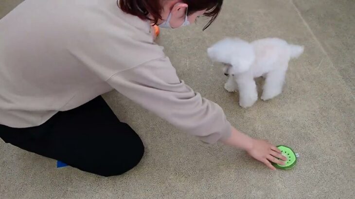 犬の幼稚園 バニラちゃんとトレーニング