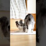 【上級トリック】where is your bum(ウェアーイズユアバム) クリッカーを使用した教え方　#犬#ボーダーコリー #しつけ#クリッカー#犬芸#dog#bordercollie#tricks