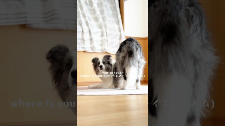【上級トリック】where is your bum(ウェアーイズユアバム) クリッカーを使用した教え方　#犬#ボーダーコリー #しつけ#クリッカー#犬芸#dog#bordercollie#tricks