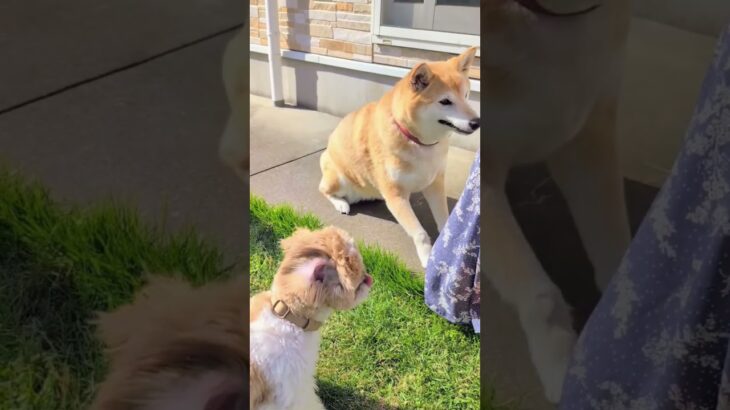 いっしょに「お手」withすずちゃん #シーズー　#柴犬  #いぬのいる生活  #犬のしつけ 　#ゴールデンウイーク