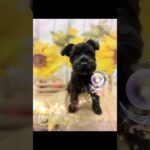 【ミニシュナ】めるちゃんディズニー風に変身w#shorts#犬#ミニチュアシュナウザー#ミニチュアシュナウザーブラック#変身#beforeafter#fyp#disny#ディズニー#ai #星に願いを