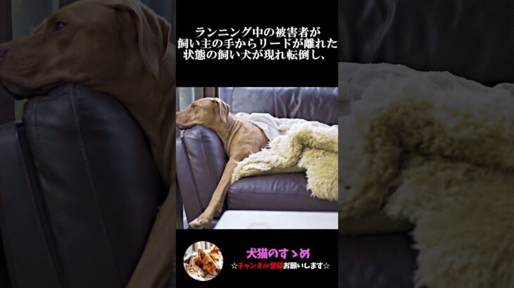 【損害賠償1000万超え！】飼い犬と人のリスクについて #犬 ＃事件 ＃事故 ＃損害賠償 ＃しつけ #心理学