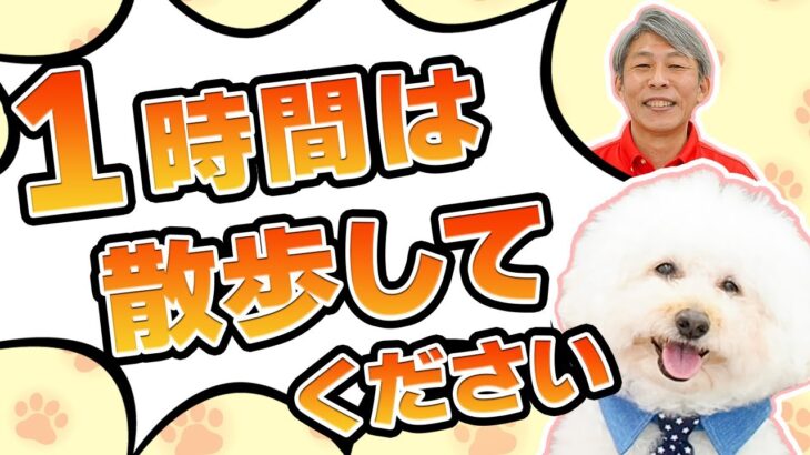【犬の散歩】1時間は散歩してください。（と言われました）理想の散歩1時間【犬のしつけ】