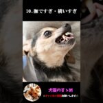 【成犬の噛みつき原因12選】犬の噛みつき理由を理解してしつけてあげよう。 #犬 ＃犬の気持ち #プチ知識  #ゆっくり解説  ＃しつけ #心理学 #犬のいる生活  #愛犬