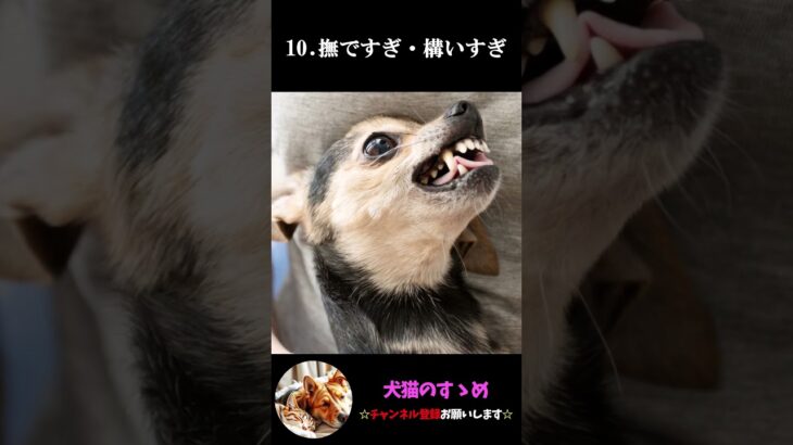 【成犬の噛みつき原因12選】犬の噛みつき理由を理解してしつけてあげよう。 #犬 ＃犬の気持ち #プチ知識  #ゆっくり解説  ＃しつけ #心理学 #犬のいる生活  #愛犬