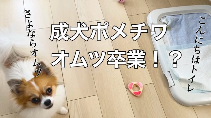【トイレトレーニング】2歳半だけど遅くない！？ぽんた、がんばってます。
