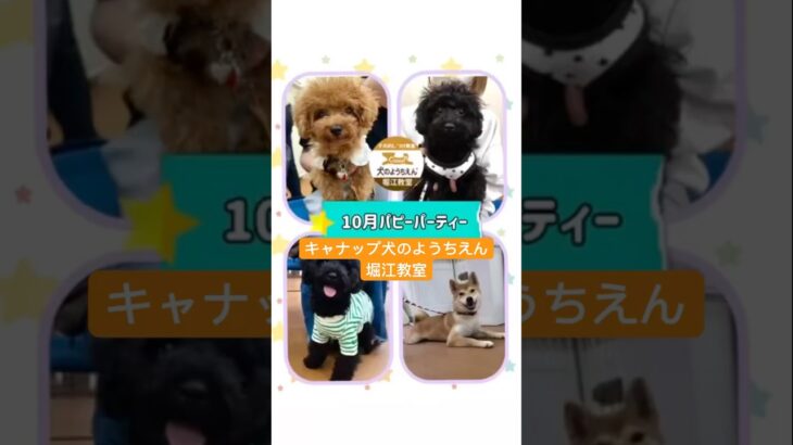 キャナップ犬のようちえん堀江教室⭐️パピーパーティー(2024/10)