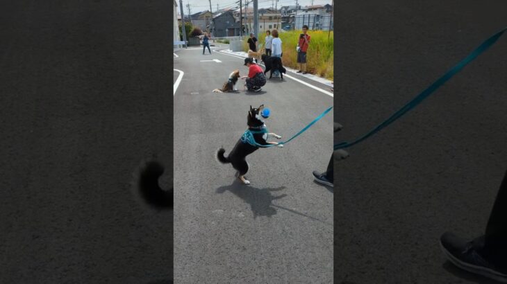 2025/06/01 しつけ教室にて #柴犬