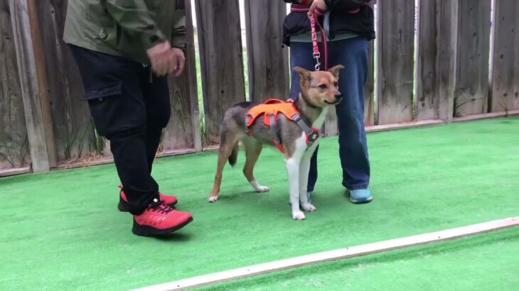 2025第2回犬のしつけ教室4