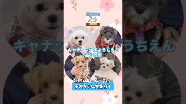 キャナップ犬のようちえん高槻教室⭐️パピーパーティー(2025/4)