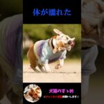 【犬が全身を使って表す気持ち3選】飼い犬必見！犬の気持ちを理解しよう #犬 ＃犬の気持ち #プチ知識  #ゆっくり解説  ＃しつけ #心理学 #犬のいる生活  #愛犬