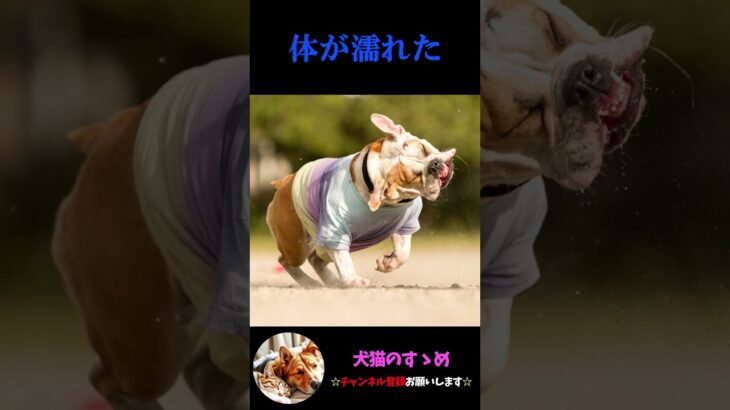 【犬が全身を使って表す気持ち3選】飼い犬必見！犬の気持ちを理解しよう #犬 ＃犬の気持ち #プチ知識  #ゆっくり解説  ＃しつけ #心理学 #犬のいる生活  #愛犬
