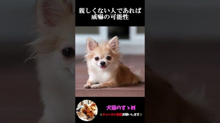 【目の動きで分かる犬の気持ち3選】飼い犬必見！犬の気持ちを理解しよう #犬 ＃犬の気持ち #プチ知識  #ゆっくり解説  ＃しつけ #心理学 #犬のいる生活  #愛犬