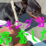 ドーベルマン・イブ訓練しつけ3か月突入今は？・マーキング止めれない日常生活使えるか訓練しつけ参考動画真似したら愛犬仕上がる普段の散歩をイメージして