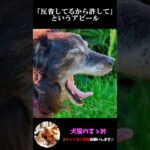 【しぐさで分かる犬の気持ち3選】飼い犬必見！犬の気持ちを理解しよう #犬 ＃犬の気持ち #プチ知識  #ゆっくり解説  ＃しつけ #心理学 #犬のいる生活  #愛犬