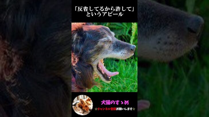 【しぐさで分かる犬の気持ち3選】飼い犬必見！犬の気持ちを理解しよう #犬 ＃犬の気持ち #プチ知識  #ゆっくり解説  ＃しつけ #心理学 #犬のいる生活  #愛犬