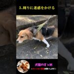 【犬の甘やかしで起こる悪い事3選】飼い犬必見！甘やかせすぎに注意しよう #犬 ＃犬の気持ち #プチ知識  #ゆっくり解説  ＃しつけ #心理学 #犬のいる生活  #愛犬