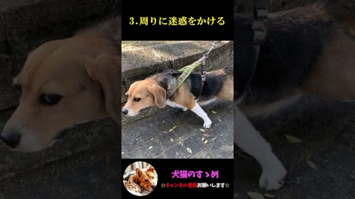【犬の甘やかしで起こる悪い事3選】飼い犬必見！甘やかせすぎに注意しよう #犬 ＃犬の気持ち #プチ知識  #ゆっくり解説  ＃しつけ #心理学 #犬のいる生活  #愛犬