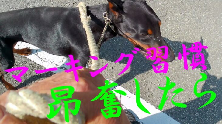 ドーベルマン・イブ訓練しつけ3か月突入今は？・マーキング止めれない日常生活使えるか訓練しつけ参考動画真似したら愛犬仕上がる普段の散歩をイメージして