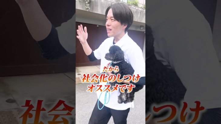 【犬しつけ】子犬を迎えた時やった方がいいこと3選