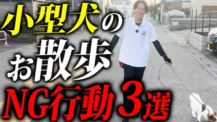 小型犬の散歩で絶対やってはいけないこと3選【ドッグトレーナー解説】