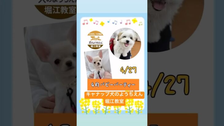 キャナップ犬のようちえん堀江教室⭐️4月パピーパーティー