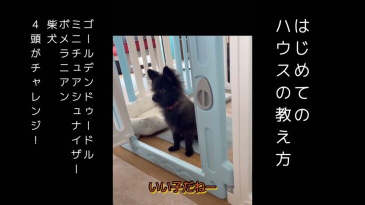 ハウスの教え方 4頭が初めてチャレンジ！ #ハウス #ハウストレーニング #犬のしつけ #ドッグトレーニング #犬動画 #dog #dogs #パピー #子犬 #仔犬 #こいぬ