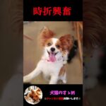 【しっぽで分かる犬の気持ち5選】飼い犬必見！犬の気持ちを理解しよう #犬 ＃犬の気持ち #プチ知識  #ゆっくり解説  ＃しつけ #心理学 #犬のいる生活  #愛犬