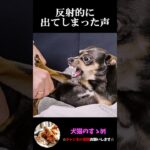 【鳴き声で分かる犬の気持ち5選】飼い犬必見！犬の気持ちを理解しよう #犬 ＃犬の気持ち #プチ知識  #ゆっくり解説  ＃しつけ #心理学 #犬のいる生活  #愛犬