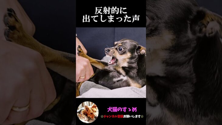 【鳴き声で分かる犬の気持ち5選】飼い犬必見！犬の気持ちを理解しよう #犬 ＃犬の気持ち #プチ知識  #ゆっくり解説  ＃しつけ #心理学 #犬のいる生活  #愛犬
