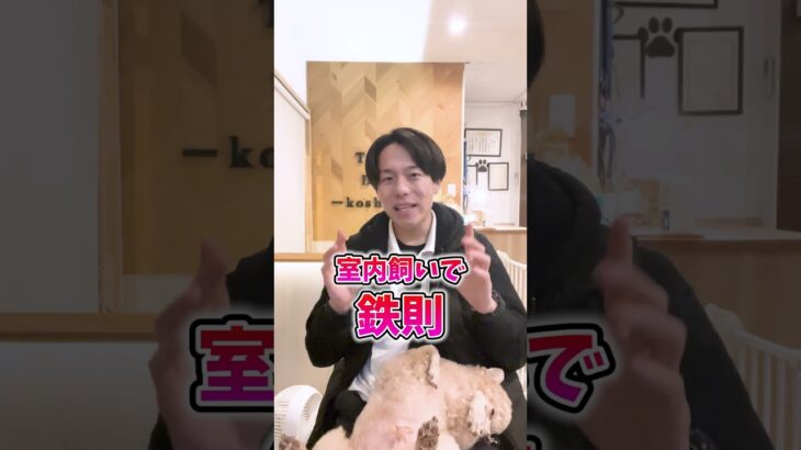 【犬しつけ】室内飼いで気をつけるべきこと5選