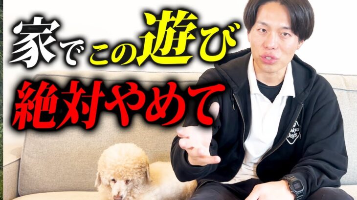 【要注意】お家で絶対やってはいけない遊び方5選【ドッグトレーナー解説】