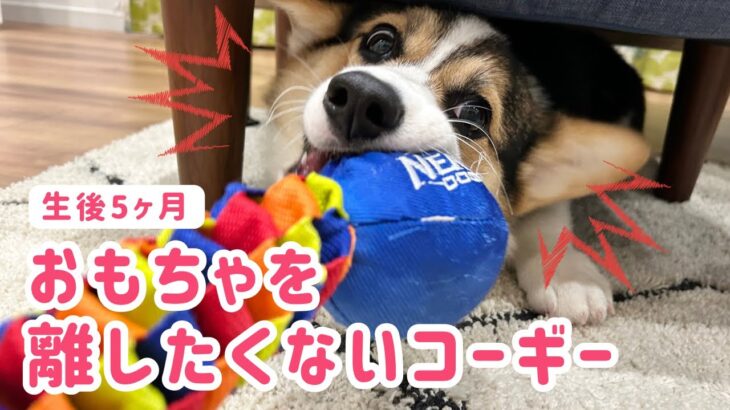 【5ヶ月子犬】おもちゃを離したくないコーギー【しつけ】