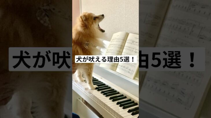 犬が吠える理由5選【実は伝えたいことがあるんです！】#犬 #犬のしつけ #犬が吠える #犬の気持ち #犬の行動 #犬の雑学 #犬好きさんと繋がりたい #ためになる #shorts #dogfacts