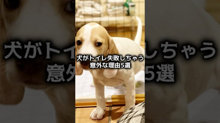 犬がトイレ失敗しちゃう意外な理由5選【怒る前に知ってほしい】#犬 #犬のしつけ  #犬の雑学 #犬の気持ち #ためになる #犬好きさんと繋がりたい #犬あるある #shorts #dogfacts
