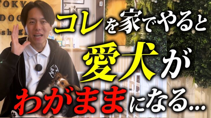 コレだけはお家でやらないで！愛犬がわがままになる習慣7選【プロドッグトレーナー解説】