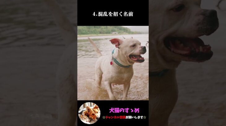 【犬に絶対に付けては駄目な名前8選】愛情を持って名前を付けよう#犬 のおもちゃ #プチ知識  #ゆっくり解説  ＃しつけ #心理学 #犬のいる生活  #愛犬
