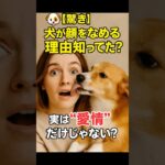 【動物雑学AI】🐶【驚き】犬が顔をなめる理由、知ってた？実は“愛情”だけじゃない！？💥 #雑学 #動物 #白石動物園
