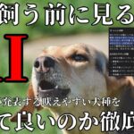 【初心者向け】AIの真実！？吠えやすい犬種を徹底解説