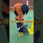 モデル犬！フレンチブルドッグのコテツくん🐕 #BIGDOG #新人トレーナー#モデル犬　#犬との成長物語　#相棒と一緒に　#犬好きと繋がりたい　#トレーニング日記 #agilitydogs