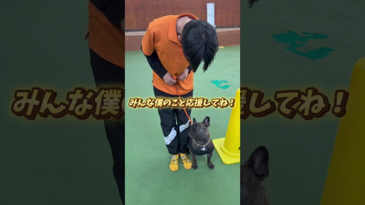 モデル犬！フレンチブルドッグのコテツくん🐕 #BIGDOG #新人トレーナー#モデル犬　#犬との成長物語　#相棒と一緒に　#犬好きと繋がりたい　#トレーニング日記 #agilitydogs
