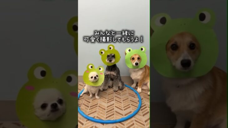 #犬の幼稚園_FREEWAN #犬のしつけ__FREEWAN #トリミング__FREEWAN #大阪_犬 #コーギー