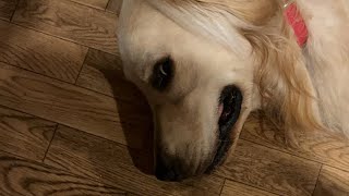 しつけ教室でお疲れモード？今夜のコタローはちょっと静か🐾LIVE BESSに住むゴールデンレトリバーのコタローと子供たち がライブ配信中！