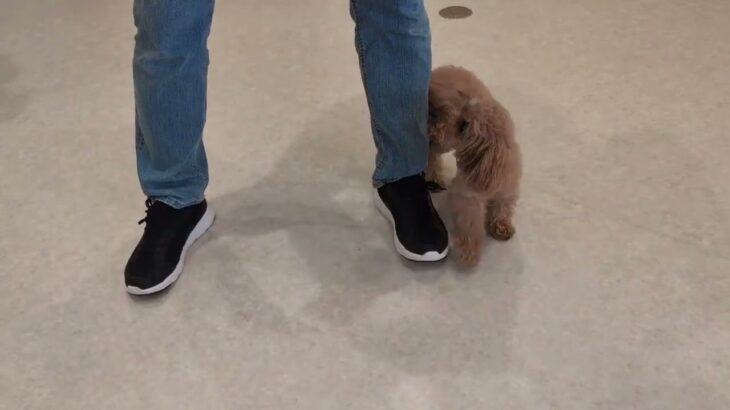犬の幼稚園 MALUちゃんとトレーニング