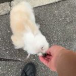 MIX犬の”おもちちゃん”と”散歩トレーニング”！