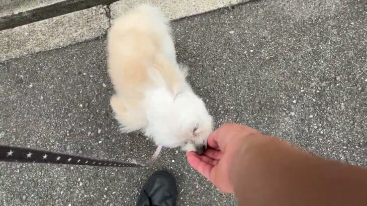 MIX犬の”おもちちゃん”と”散歩トレーニング”！