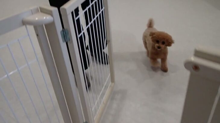 犬の幼稚園 Merlotちゃんとトレーニング