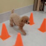 犬の幼稚園 Merlotちゃんとトレーニング